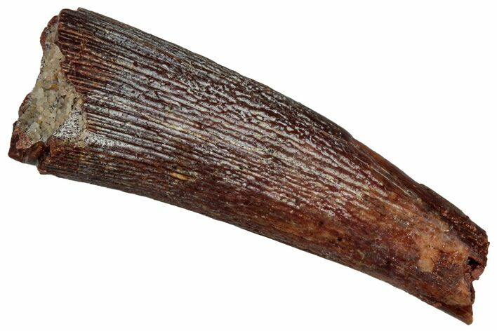 Bargain, Fossil Pterosaur (Siroccopteryx) Tooth - Morocco #299780